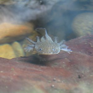 Axolotl