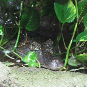 Spectacled Caiman