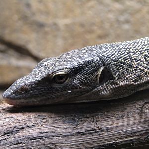 Mangrove Monitor