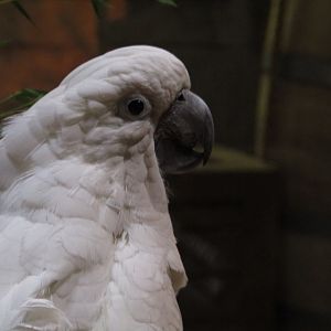 Umbrella Cockatoo