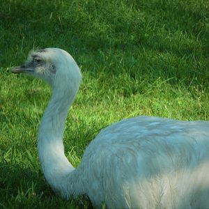 The Americas - Greater Rhea