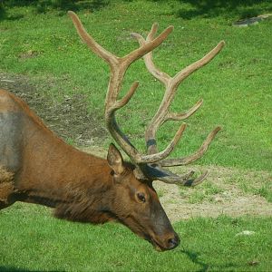 The Americas - Roosevelt Elk