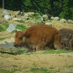 The Americas - American Bison Young