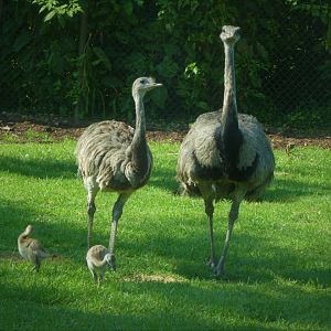 The Americas - Greater Rheas