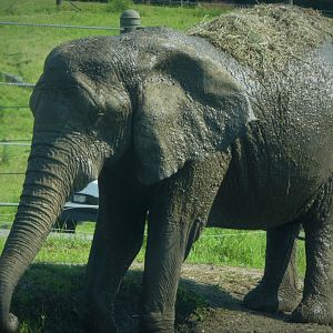 Afrikka - African Bush Elephant