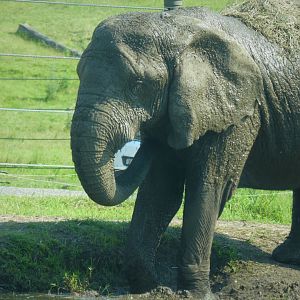 Afrikka - African Bush Elephant