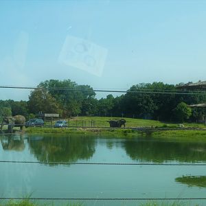Afrikka - 3-Acre (1.4-Hectare) African Bush Elephant Exhibit