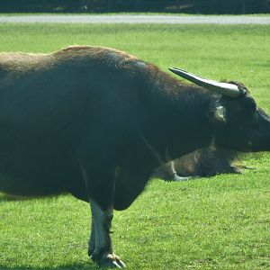 Afrikka - Water Buffalo