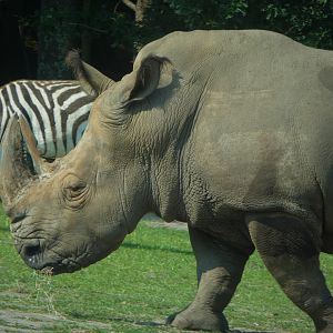 Afrikka - Southern White Rhinoceros