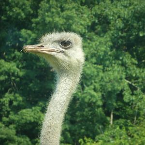 Wilde Plains - Common Ostrich