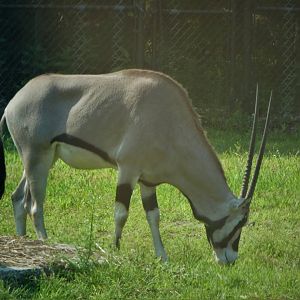 Wilde Plains - Beisa Oryx