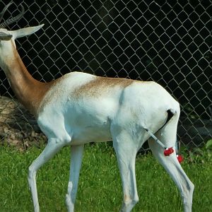 Wilde Plains - Dama Gazelle With Darts in Hind Legs