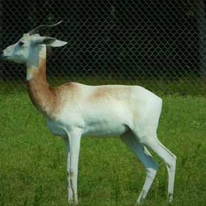 Wilde Plains - Dama Gazelle