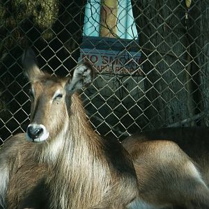 Wilde Plains - Ellipsen Waterbuck