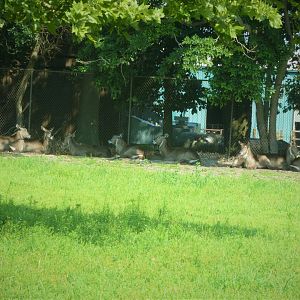 Wilde Plains - Ellipsen Waterbucks