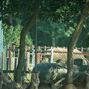 Wilde Plains - African Bush Elephant in Off-Exhibit Yard (Ellipsen Waterbuck in Foreground)