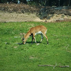 Wilde Plains - Red Lechwe