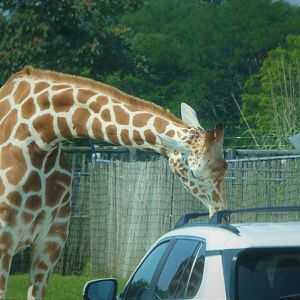 Wilde Plains - Hybrid Giraffe Licking Car