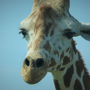 Wilde Plains - Hybrid Giraffe