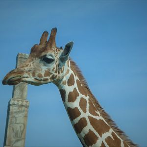 Wilde Plains - Hybrid Giraffe