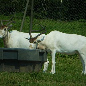 Serengeti Grasslands - Addax