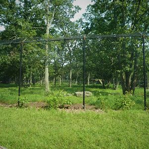 Kingsland - Male Lion Bachelor Group Exhibit