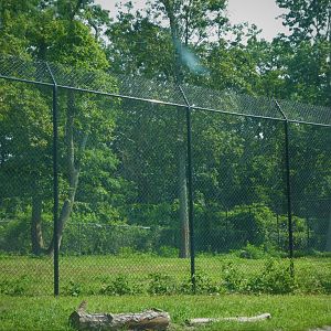 Kingsland - Female Lion Bachelor Group Exhibit