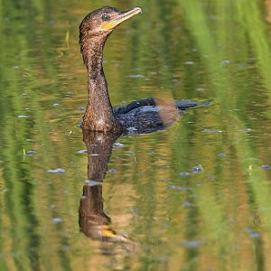 neotropic cormorant