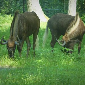 Serengeti Grasslands - Black Wildebeest