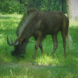 Serengeti Grasslands - Black Wildebeest