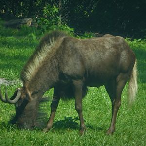 Serengeti Grasslands - Black Wildebeest