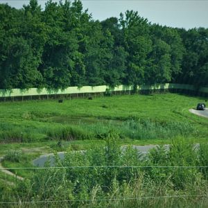Black Bear Ridge - American Black Bear Exhibit 1