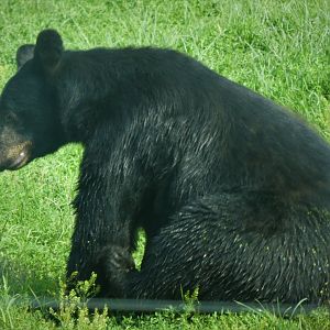 Black Bear Ridge - American Black Bear
