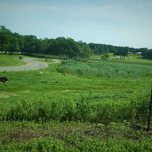 Black Bear Ridge - American Black Bear Exhibit 2