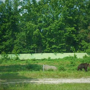 Terra Ursus - 12-Acre European Brown Bear Exhibit