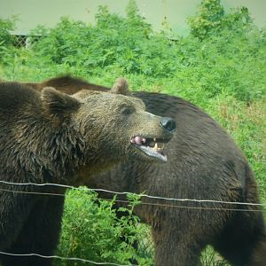 Terra Ursus - European Brown Bear