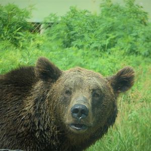 Terra Ursus - European Brown Bear