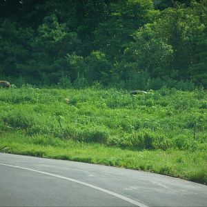 Terra Ursus - 12-Acre European Brown Bear Exhibit