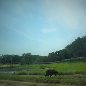 Terra Ursus - 12-Acre European Brown Bear Exhibit