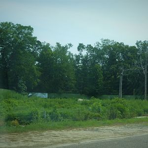 Terra Ursus - 12-Acre European Brown Bear Exhibit