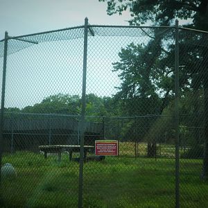 Tigris Asiana - White Tiger Exhibit