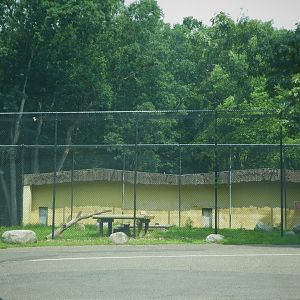 Tigris Asiana - Siberian Tiger Exhibit 1
