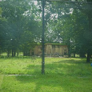 Tigris Asiana - Tiger Exhibit (Generic)