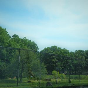 Tigris Asiana - Siberian Tiger Exhibit 2