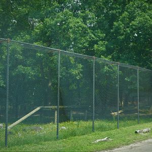 Tigris Asiana - Siberian Tiger Exhibit 2