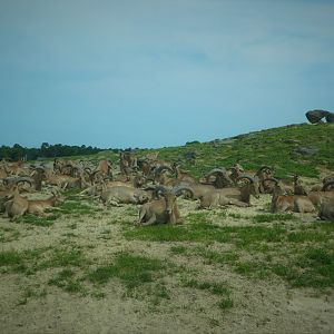 Tigris Asiana - Barbary Sheep Herd