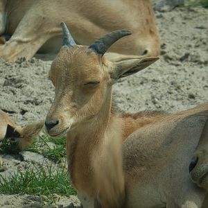 Tigris Asiana - Barbary Sheep Young