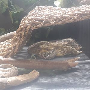 Inland Bearded Dragon