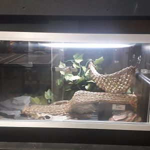 Inland Bearded Dragon Vivarium