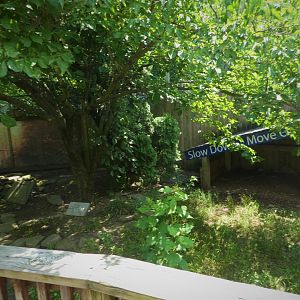 Eastern Box Turtle Exhibit